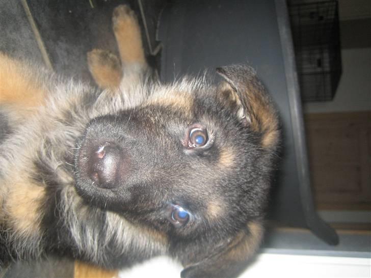 Schæferhund koldbakkens simba billede 5