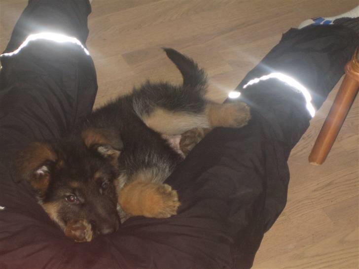 Schæferhund koldbakkens simba billede 6