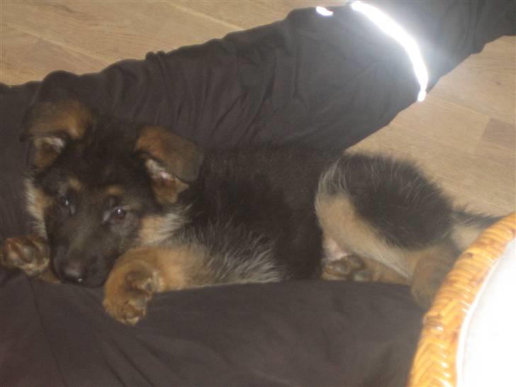 Schæferhund koldbakkens simba billede 7