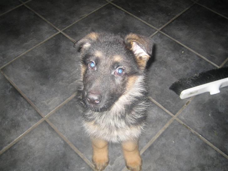 Schæferhund koldbakkens simba billede 8