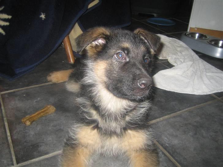 Schæferhund koldbakkens simba billede 9