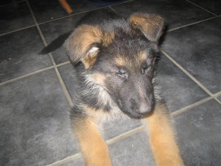 Schæferhund koldbakkens simba billede 10