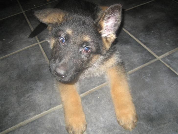 Schæferhund koldbakkens simba billede 11