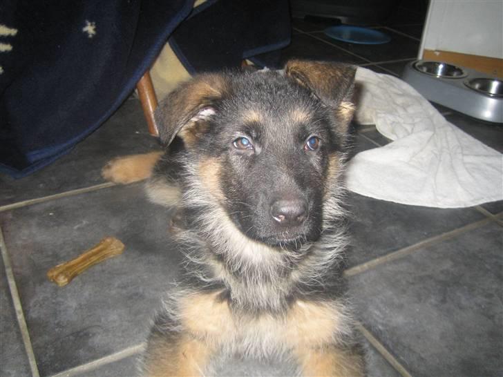 Schæferhund koldbakkens simba billede 12