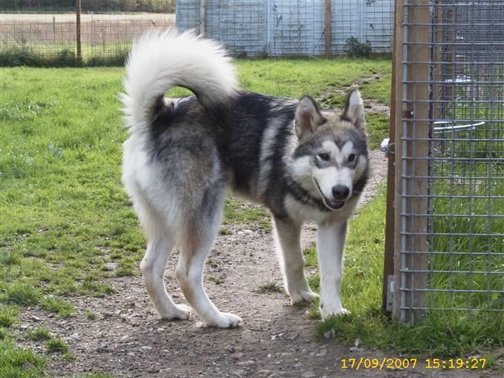 Alaskan malamute Yellow Snow's Brave Aslan - Aslan 6 måneder gammel, og super lækker ... billede 17