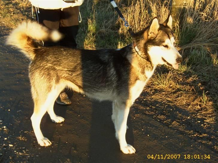 Alaskan malamute Aisha billede 17