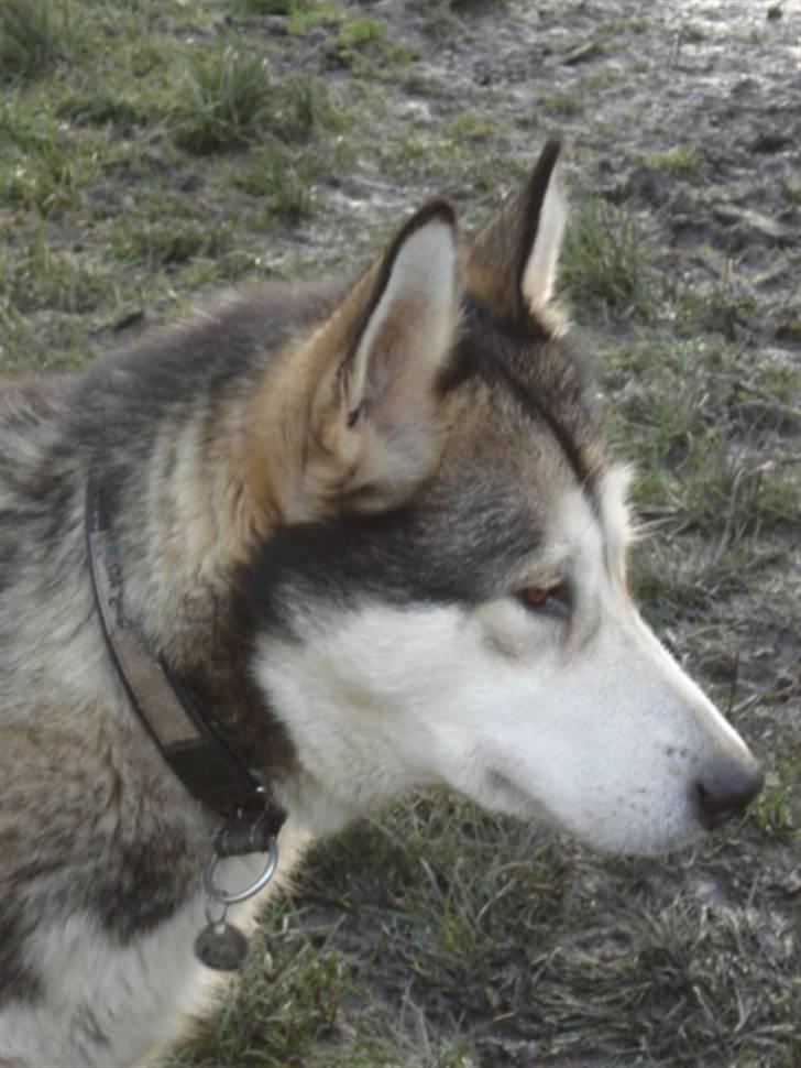 Alaskan malamute Aisha billede 18