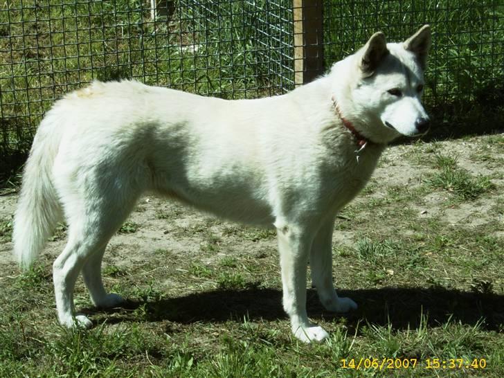Siberian husky Lajka *udlånt* - 3 år og 4 måneder er jeg ikk smuk billede 20