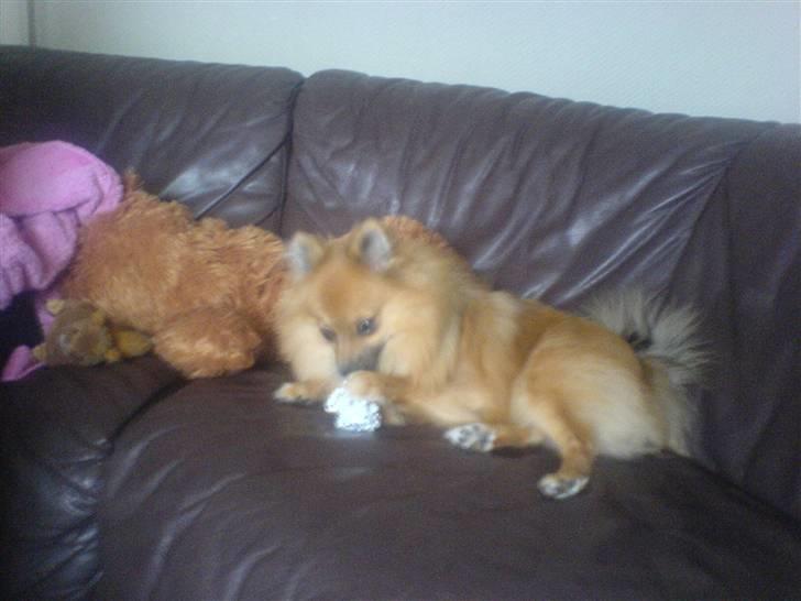 Pomeranian King billede 14