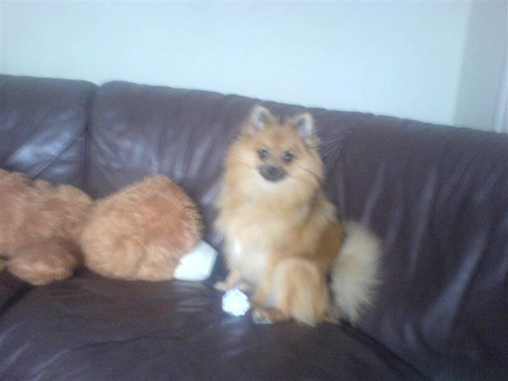 Pomeranian King billede 15