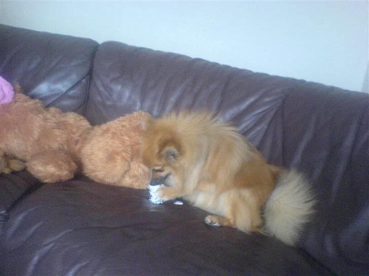 Pomeranian King billede 16