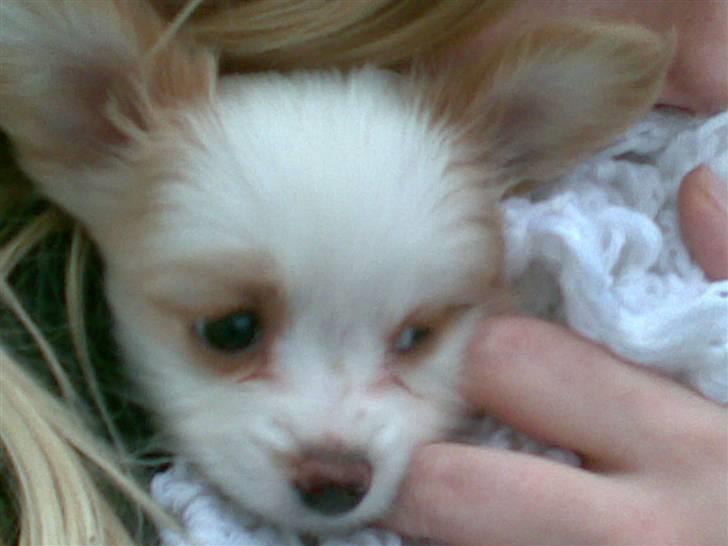 Papillon Malou billede 1