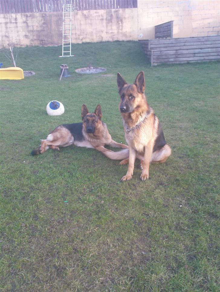 Schæferhund Sacko R.I.P :'( - Sacko og Rocky igen<3Foto: migg<3 billede 10