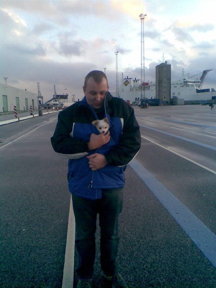 Papillon Malou - Så kom vi til jylland!! Vi har lige hentet malou, og er endelig kommet fra færgen. billede 2