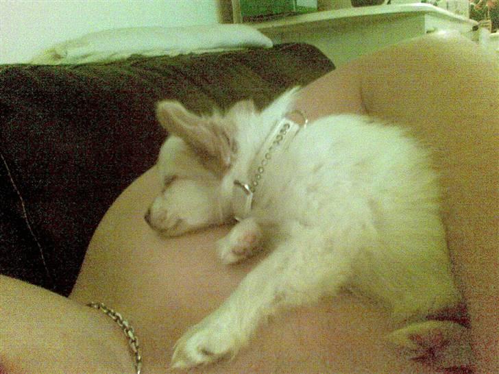 Papillon Malou billede 3