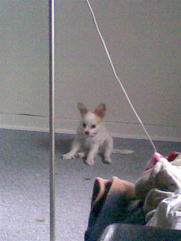 Papillon Malou billede 4