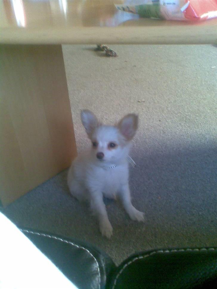 Papillon Malou billede 5