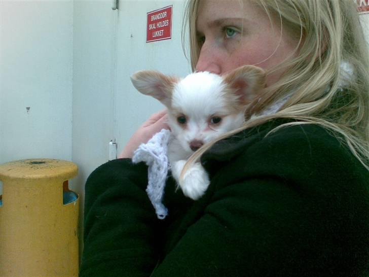 Papillon Malou - Malou får varmen i mit tørklæde på færgen.. billede 6