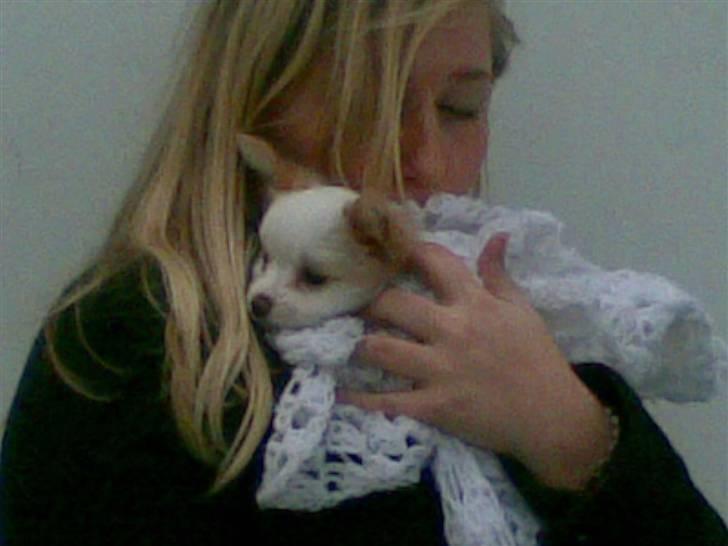 Papillon Malou billede 7