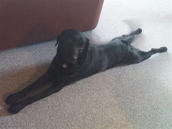 Labrador retriever Tayson - mad mad kom med mad!<3? billede 2