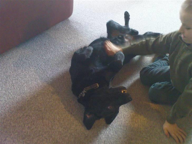 Labrador retriever Tayson - Lege lege lege<3!!;) billede 3