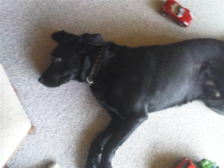 Labrador retriever Tayson - ZZZZZZZZ!!!! billede 6
