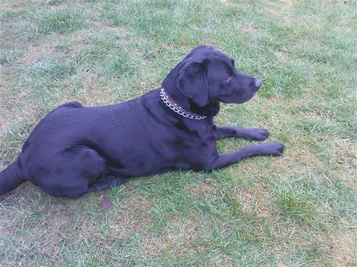 Labrador retriever Tayson - Smuk smukkere smukkest<3;) billede 7