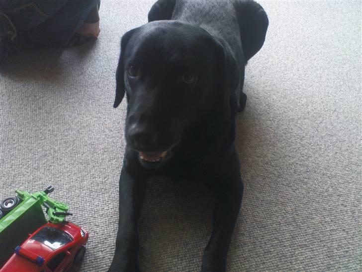 Labrador retriever Tayson - Doven<3 billede 8