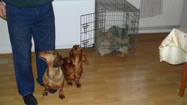 Gravhund Rasmus billede 10