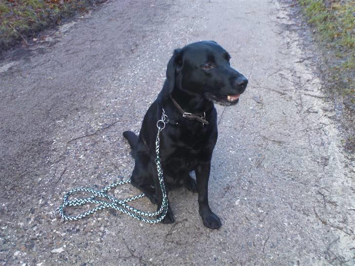 Labrador retriever Tayson - nyt billede<3(fra nu) billede 10