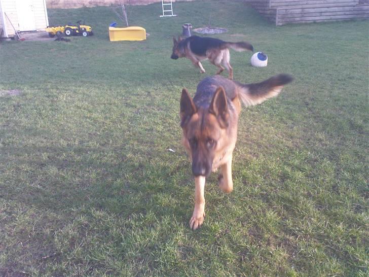 Schæferhund Sacko R.I.P :'( - Her kommer jeg;) billede 11