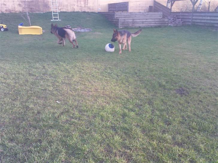 Schæferhund Sacko R.I.P :'( - lege lege lege<3;) billede 12