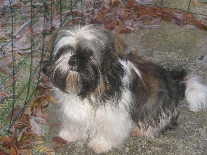 Shih tzu Gizmo - 6 måneder gammel billede 1