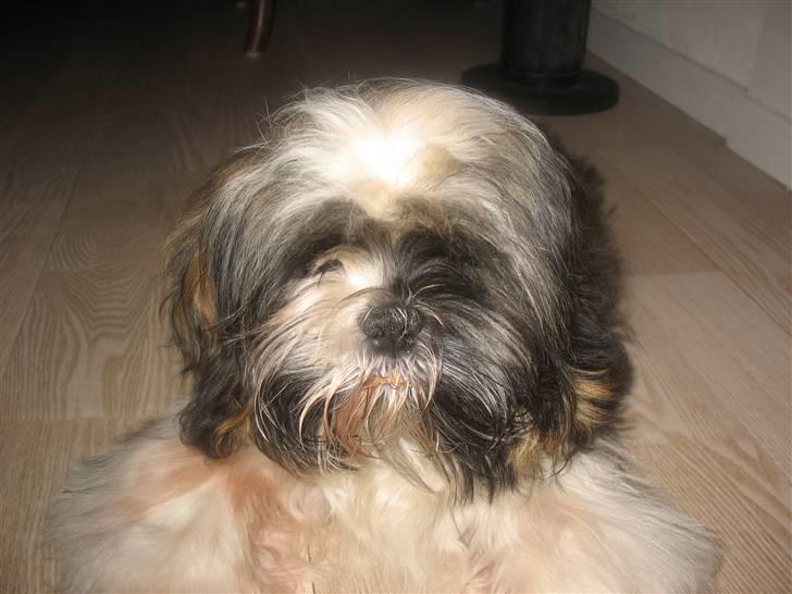 Shih tzu Gizmo - 4 måneder gammel billede 2
