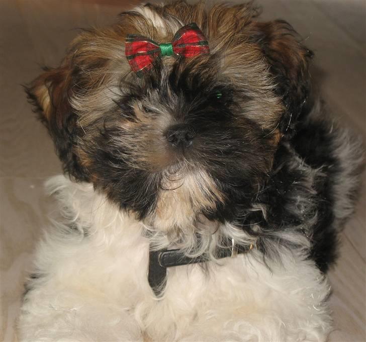 Shih tzu Gizmo - 3 måneder gammel billede 3