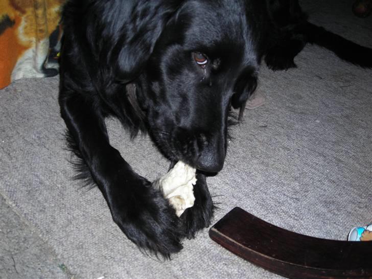 Blanding af racer yankie billede 12