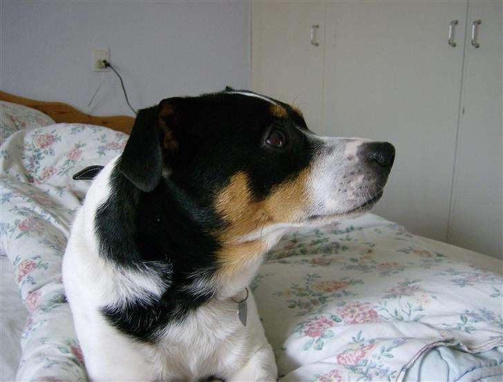 Dansk svensk gaardhund Kipper - jeg kigger mig lidt omkring imens jeg slapper af:) billede 6