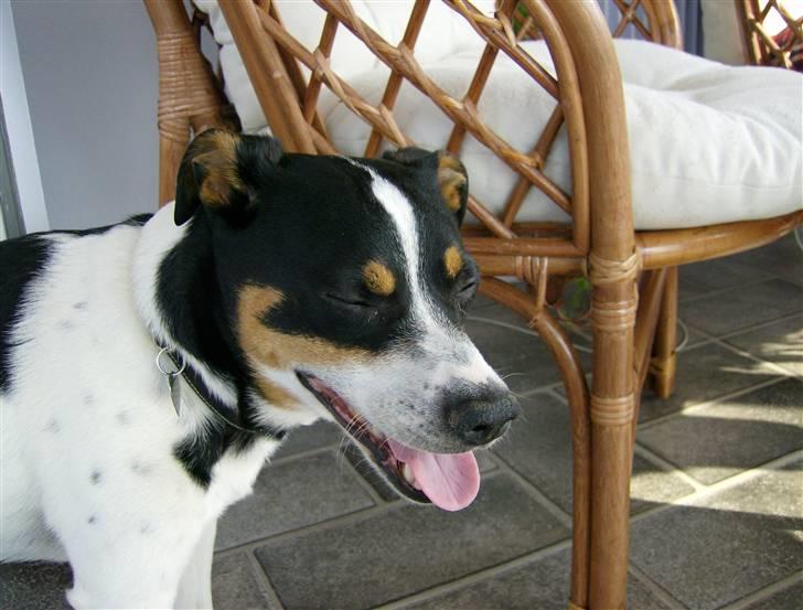 Dansk svensk gaardhund Kipper - pyyyyh det er varmt... billede 7