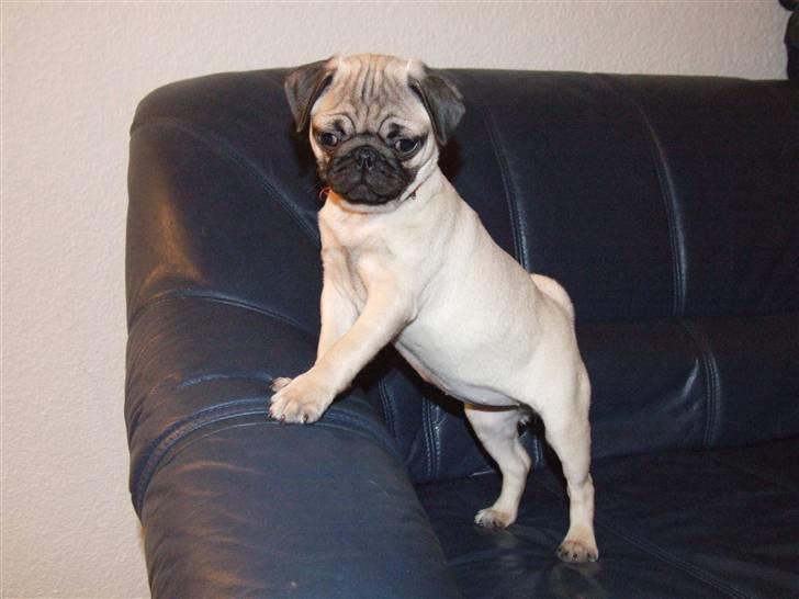 Mops Dessa - Mopsen Dessa altid i fart en rigtig glad Mops billede 1