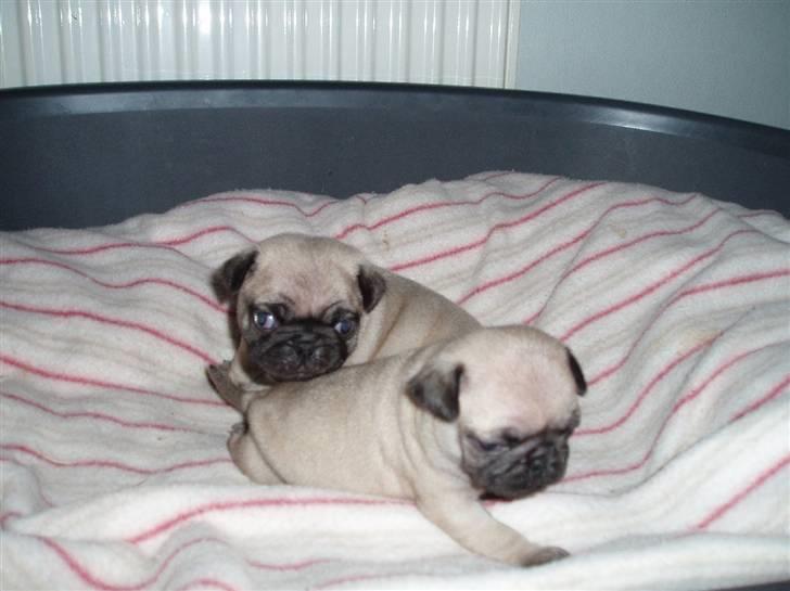 Mops Dessa - Dessa med sin bror han gider ikke og leje så sover vi lidt  billede 2