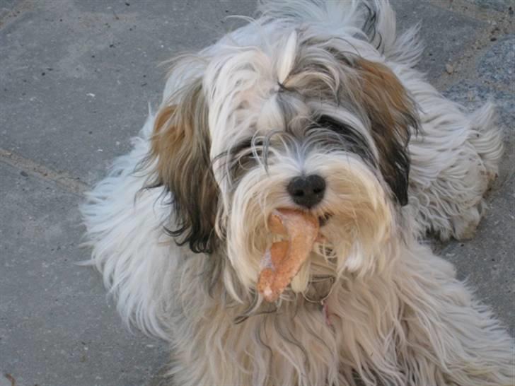 Bichon havanais Kennel Honiahaka`s Luna - Jeg ligger lige og slapper lidt af........ billede 2