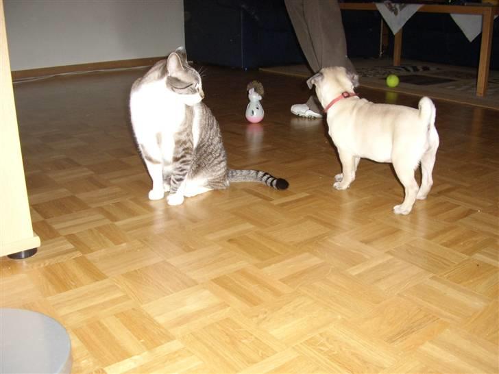 Mops Dessa - Hm de kat gider ikke leje men men bare vent skal nok få fat i den  billede 3