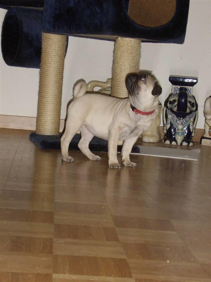 Mops Dessa - Ah nu sprang den op i Kattetræet ok finder bare noget andet sjovt billede 4