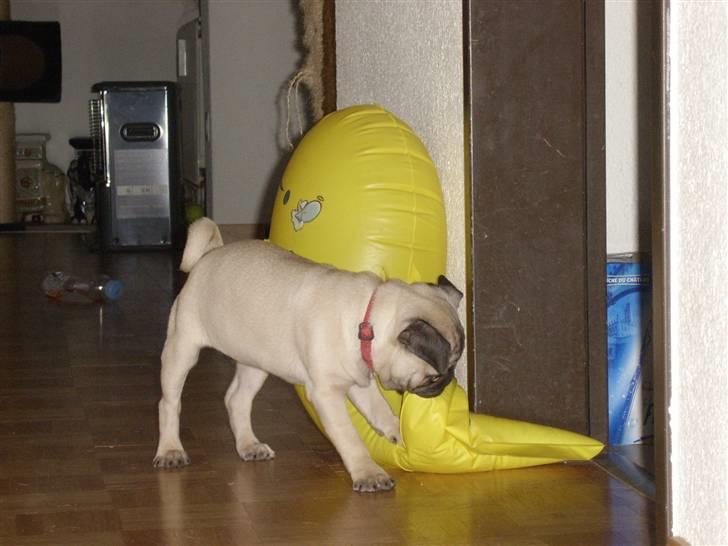 Mops Dessa - Hm hvad er det så for et dyr hm gør ikke miauver ikke kedelig dyr  billede 5