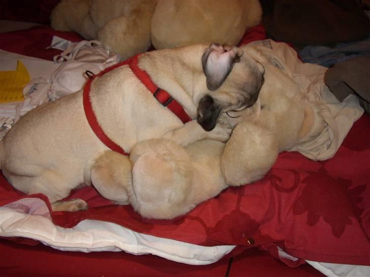 Mops Dessa - Ah en dejlig bamse er også blevet træt  billede 6