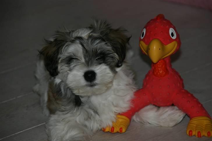 Bichon havanais Kennel Honiahaka`s Luna - Det her er min ven "Poppe", men nogen gange skælder jeg ham ud..... billede 3