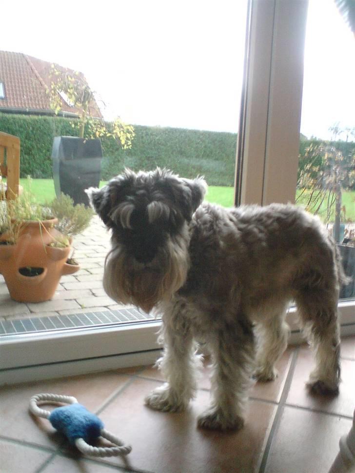 Dvaergschnauzer Fesser - Skal vi lege.  :b billede 1