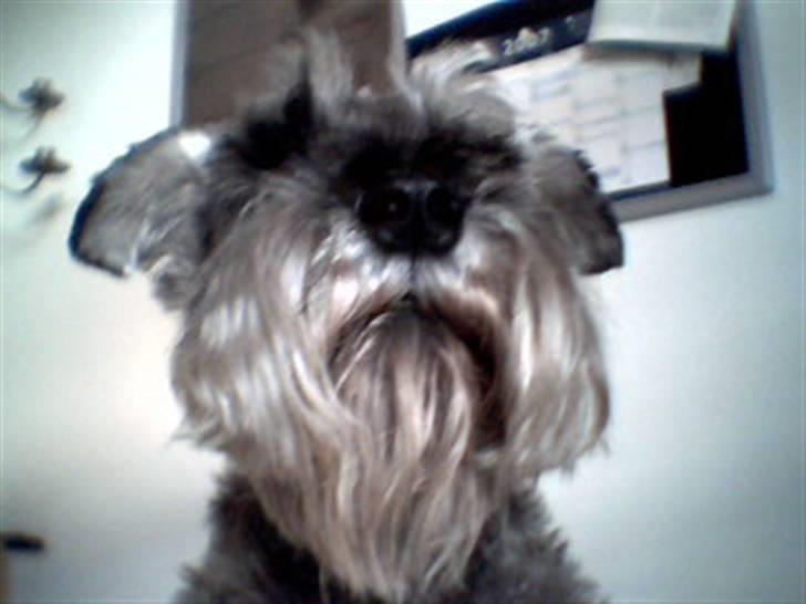 Dvaergschnauzer Fesser - Se mig lige,mig kan man ikke, andet end at falde for. <3 billede 2