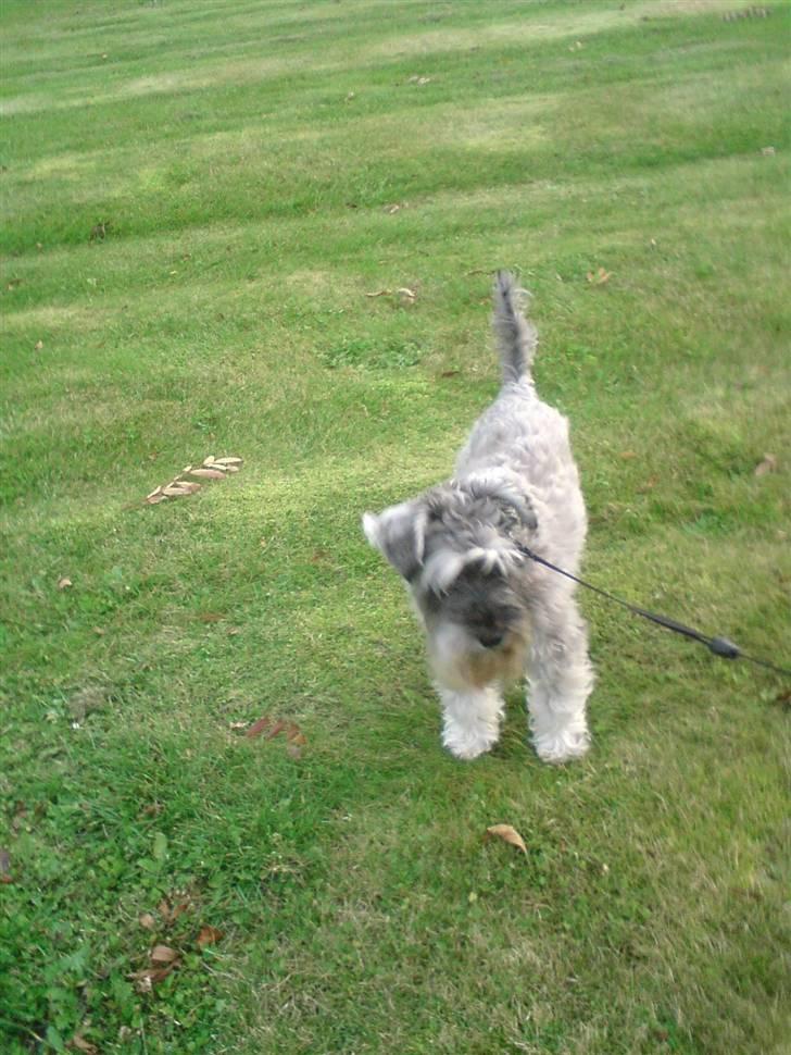 Dvaergschnauzer Fesser - Ude at lege ejj hvor hyggeligt.. billede 3