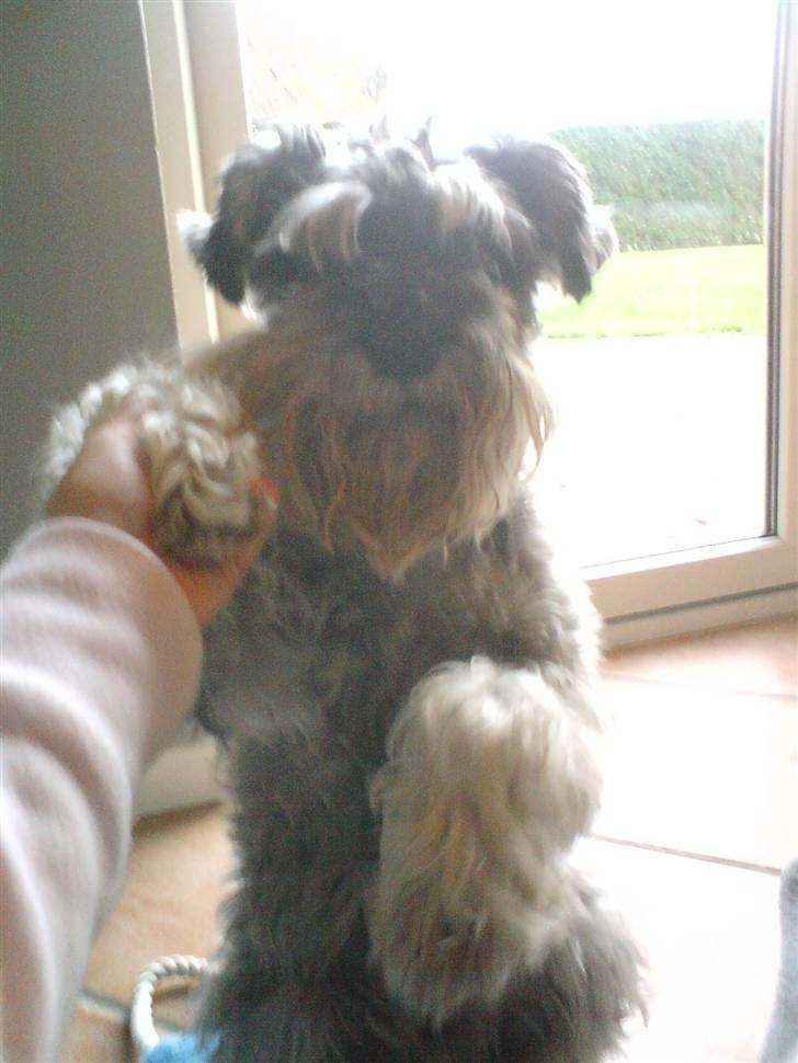 Dvaergschnauzer Fesser - Nårhh gir man nu potte, uden at man siger noget.. Sødt ikke billede 4